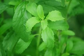 green stevia leaf sugar plant sweetness