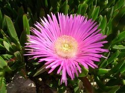 Photo of beautiful ice plant