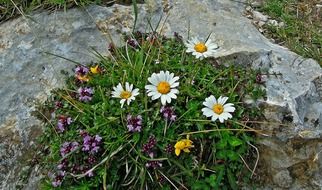 flower bed with daisies on the stones