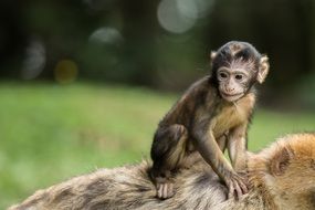 monkey baby on the mother's back