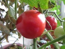 tomato gardening organic fresh for health