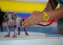 puppy at the vet's appointment