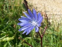 one light blue flower of the chicory