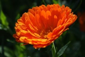 flower calendula