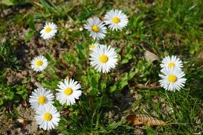 daisy flowers grass plant