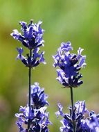 lavender, purple flowers, narrow leaf close-up on blurred background