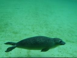 seal phoca vitulina