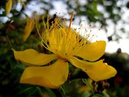 blossom of common Saint John's wort