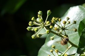 insect on a flower in the fall