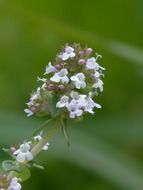 semi shrub real thyme kitchen herb