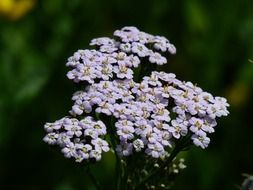 yarrow- grassland plants
