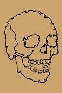 Skull Anatomy brown drawing