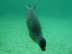 Phoca vitulina in the aquarium