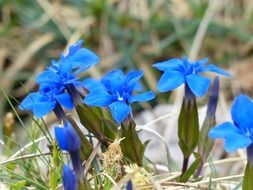 spring gentian flower