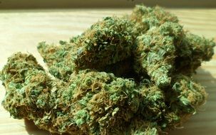 cannabis, marijuana, green drug