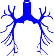 respiratory system drawing