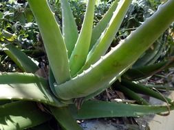 fresh aloe succulent