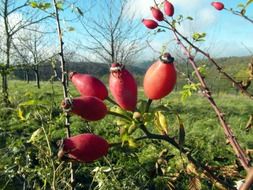 rose hip red