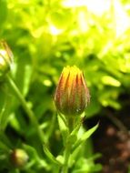 calendula as a medicinal plant close-up