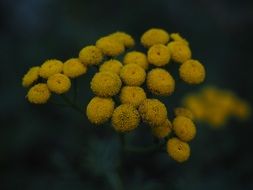 yellow flowers close up