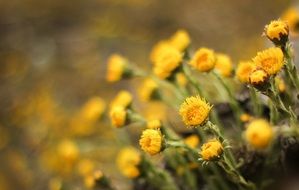tussilago farfara flowers