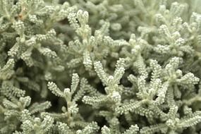 Dwarf shrub close up