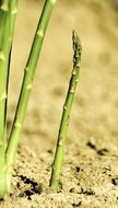 stalks of green asparagus in a greenhouse