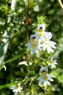 eyebright euphrasia