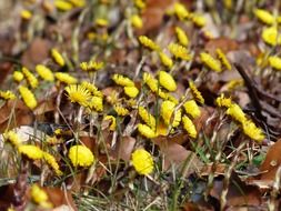 bloom yellow tussilago farfara flower