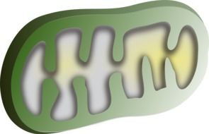 organelle is a specialized subunit within a cell that has a specific function