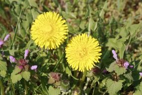 Photo of sonchus oleraceus