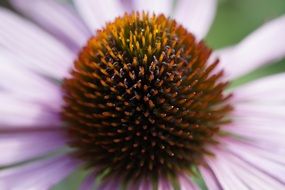 macro of echinacea flower