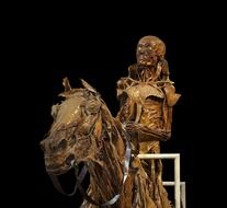 mummification skeleton horse reiter