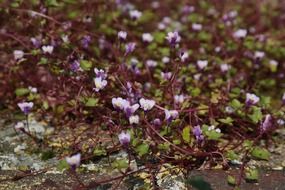 Greenhouse plantain is an ornamental plant