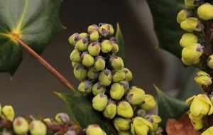 oregon grape holly flower buds grow in nature