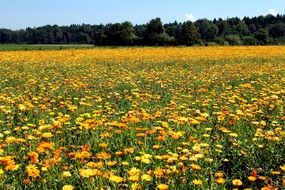 yellow meadow of medicinal plants