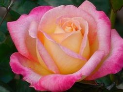 pink and white flower rose floral romantic