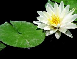 white lily and green leaves in a black pond