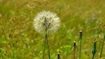 dandelions in a meadow among green grass