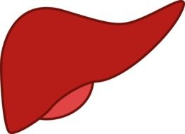 liver medicine organ drawing