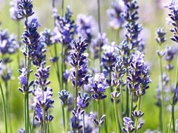 purple lavandula angustifolia