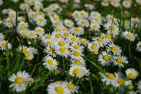 medical field of daisies