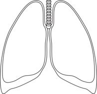 lungs clear bronchia drawing