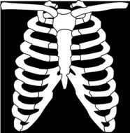Clipart of the ribs
