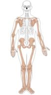 skeleton anatomy medicine biology drawing