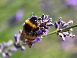 nature lavender purple
