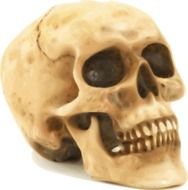 Picture of the human skull
