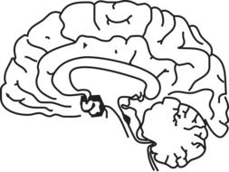 brain anatomy medicine drawing