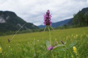 Photo of healing betony