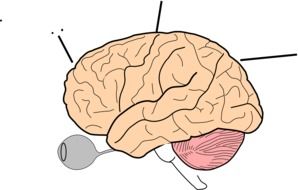 brain science human drawing